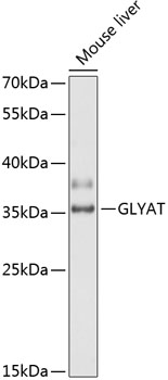 GLYAT Polyclonal Antibody (E-AB-90734)