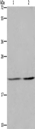 ASF1A Polyclonal Antibody (E-AB-14752)