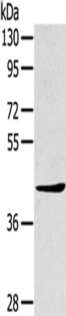 TNIP2 Polyclonal Antibody (E-AB-13747)
