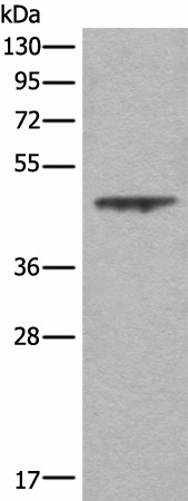ASS1 Polyclonal Antibody (E-AB-18521)