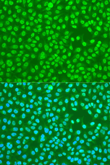 HNRNPDL Polyclonal Antibody (E-AB-65783)