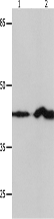 IRF1 Polyclonal Antibody (E-AB-12522)