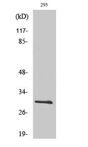 BCL-x Polyclonal Antibody (E-AB-30640)