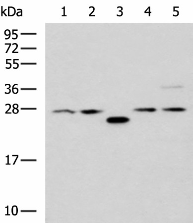 PSMA6 Polyclonal Antibody (E-AB-19189)
