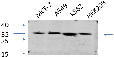 EIF2 alpha Polyclonal Antibody (E-AB-31295)