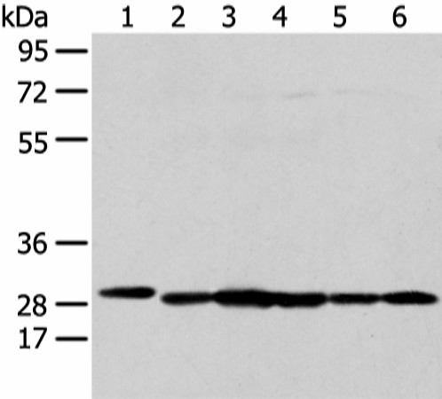 PRDX4 Polyclonal Antibody (E-AB-53409)