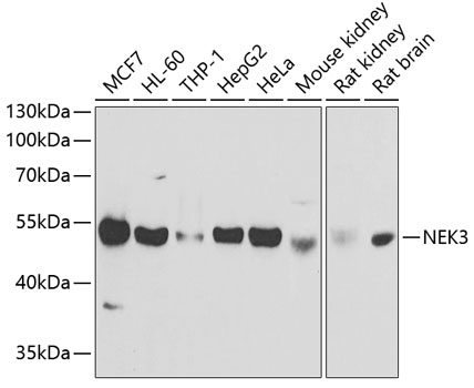 NEK3 Polyclonal Antibody (E-AB-68391)