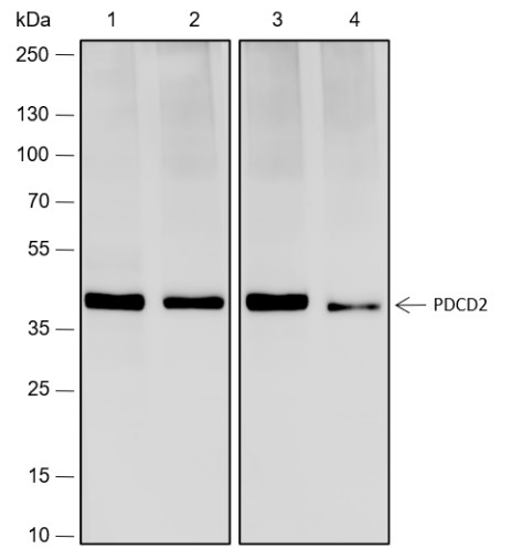 Recombinant PDCD2 Monoclonal Antibody (AN301783L)