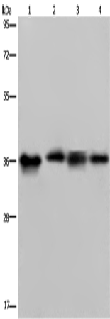 JAM-A Polyclonal Antibody (E-AB-11338)