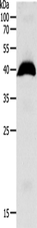 OPRL1 Polyclonal Antibody (E-AB-16005)