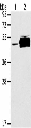 PTPN20 Polyclonal Antibody (E-AB-16739)