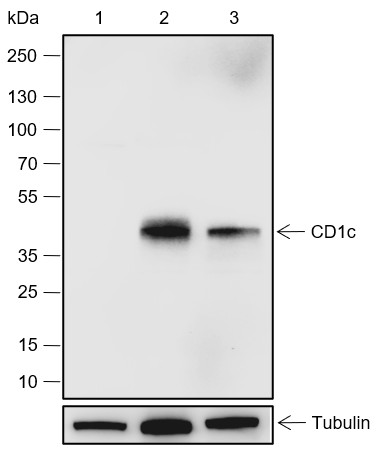 Recombinant CD1c Monoclonal Antibody (AN301843L)