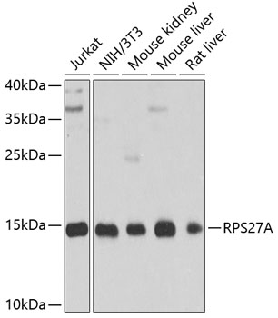 RPS27A Polyclonal Antibody (E-AB-60562)