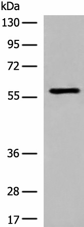 M1AP Polyclonal Antibody (E-AB-19644)