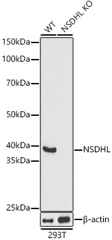 (KO Validated) NSDHL Polyclonal Antibody (E-AB-91649)