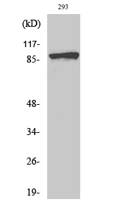 Phospho-Catenin beta (Ser37) Polyclonal Antibody (E-AB-20828)