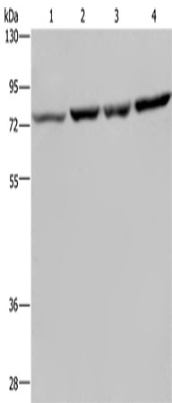 PABPC1 Polyclonal Antibody (E-AB-15199)