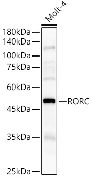 RORC Polyclonal Antibody (E-AB-90115)