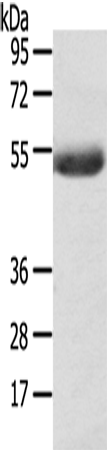 AGPAT6 Polyclonal Antibody (E-AB-13764)