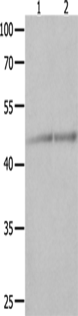 NCK1 Polyclonal Antibody (E-AB-10483)
