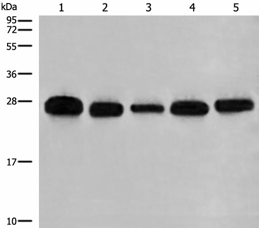 GATD3B Polyclonal Antibody (E-AB-18569)