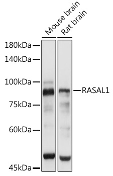 RASAL1 Polyclonal Antibody (E-AB-91045)