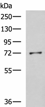 GSTCD Polyclonal Antibody (E-AB-19080)