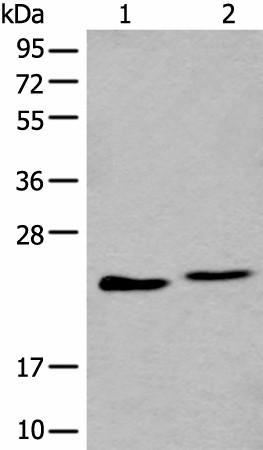 BLVRB Polyclonal Antibody (E-AB-19616)