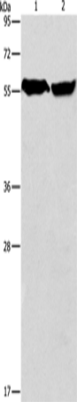 ARHGEF9 Polyclonal Antibody (E-AB-14610)