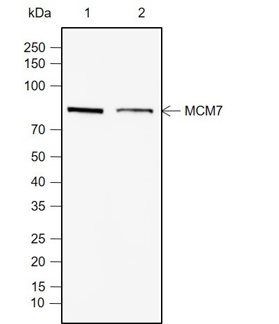 Recombinant MCM7 Monoclonal Antibody (AN302062L)