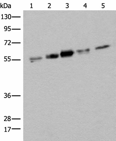 ZPR1 Polyclonal Antibody (E-AB-18457)