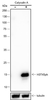 Recombinant Phospho-Histone H3 (Thr45) Monoclonal Antibody (AN302075L)
