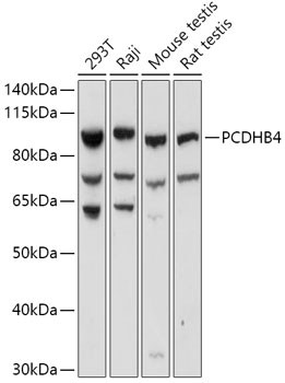 PCDHB4 Polyclonal Antibody (E-AB-91892)