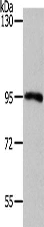 MYSM1 Polyclonal Antibody (E-AB-15991)