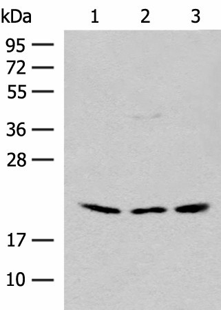 RPL23A Polyclonal Antibody (E-AB-52696)