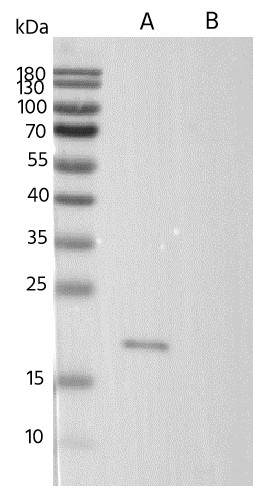 Claudin6 Monoclonal Antibody (AN200245P)