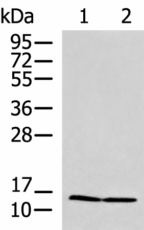 PAM16 Polyclonal Antibody (E-AB-53027)