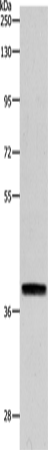RTN4 Polyclonal Antibody (E-AB-16006)