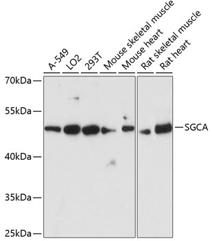 SGCA Polyclonal Antibody (E-AB-65466)