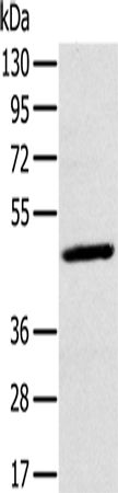 MAGEA10 Polyclonal Antibody (E-AB-15184)