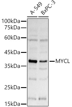 MYCL Polyclonal Antibody (E-AB-91494)