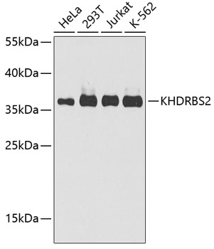 KHDRBS2 Polyclonal Antibody (E-AB-63223)