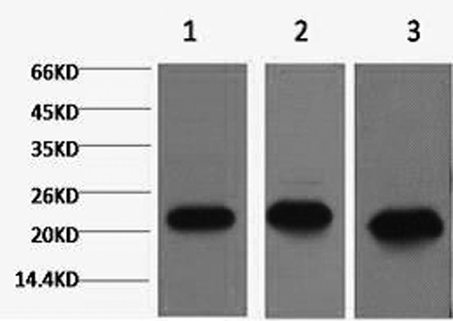 PRDX1 Monoclonal Antibody (E-AB-22067)