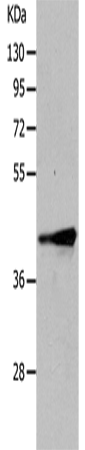 TRIM63 Polyclonal Antibody (E-AB-15990)