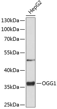 OGG1 Polyclonal Antibody (E-AB-92460)