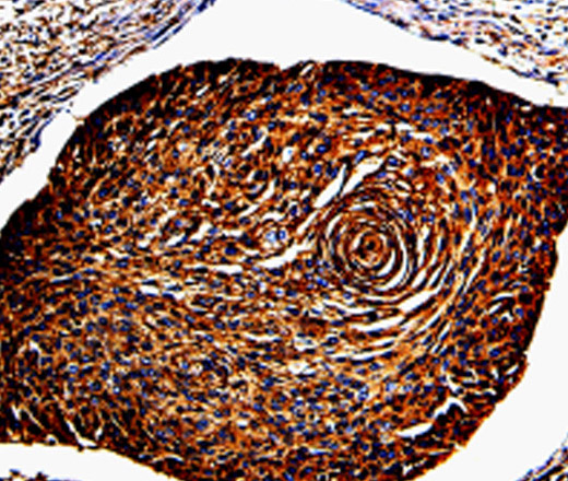 ANXA7 Polyclonal Antibody (E-AB-13809)
