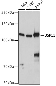 USP11 Polyclonal Antibody (E-AB-92191)
