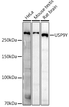 USP9Y Polyclonal Antibody (E-AB-92315)