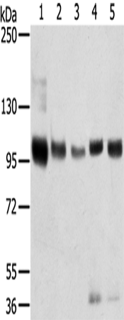 SORT1 Polyclonal Antibody (E-AB-13686)