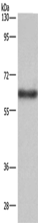 SIGLEC5 Polyclonal Antibody (E-AB-14839)